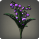 Muguet violet