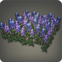 Lupins