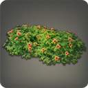 Haie d'hibiscus d'Aloalo