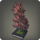 Cornouiller domien