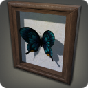 Spécimen de papillon