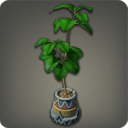 Pot de figuier parasol