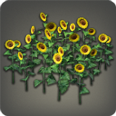 Tournesols