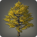 Ginkgo