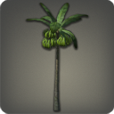 Bananier sauvage