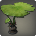 Parasol lotus