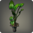 Pot d'alocasias