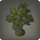 Massif d'arbres