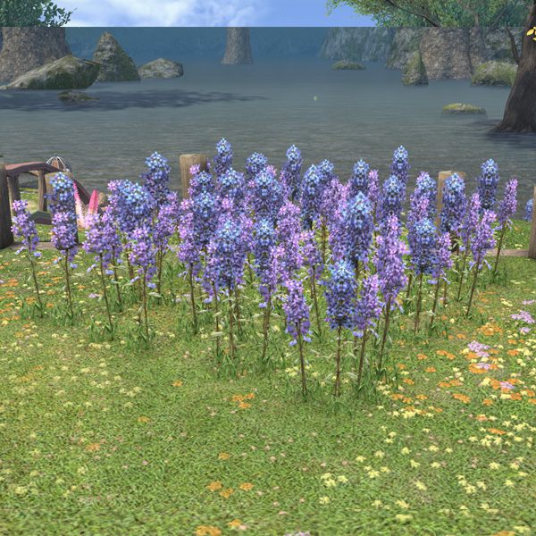 Lupins