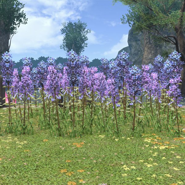 Lupins