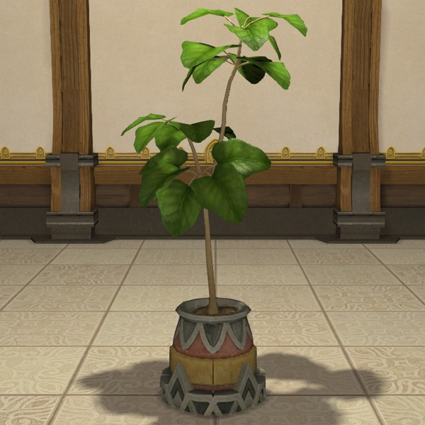 Pot de figuier parasol