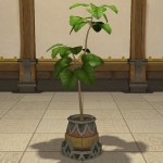 Pot de figuier parasol
