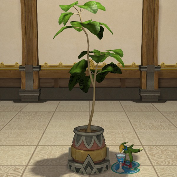 Pot de figuier parasol
