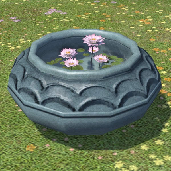 Nénuphar en pot