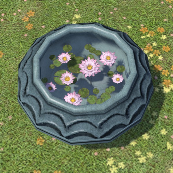 Nénuphar en pot