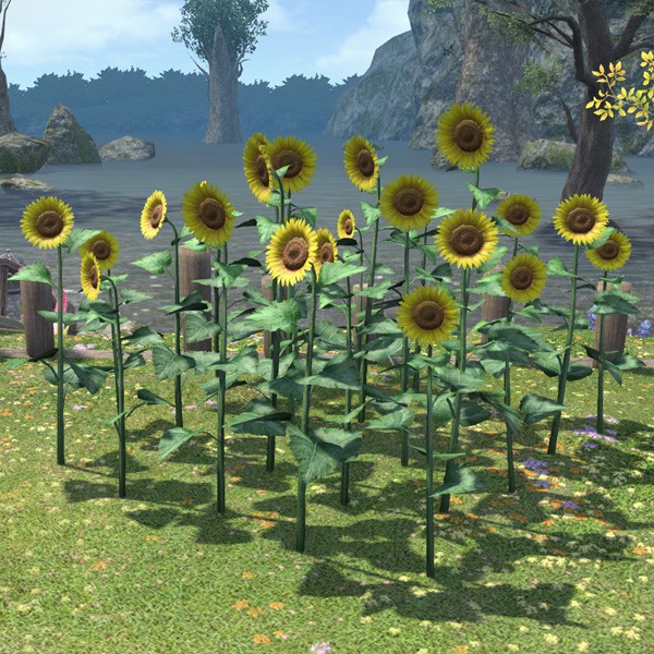 Tournesols