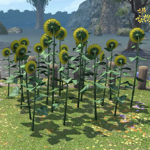 Tournesols