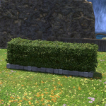 Haie cloisonnante basse