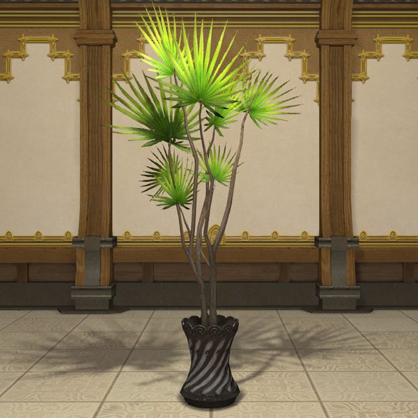 Pot de dragonnier