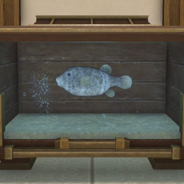 Poisson-coffre noir