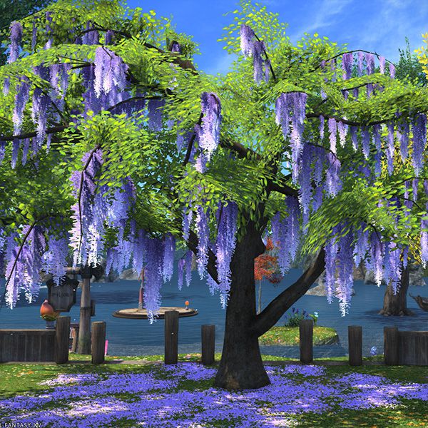 Glycine orientale