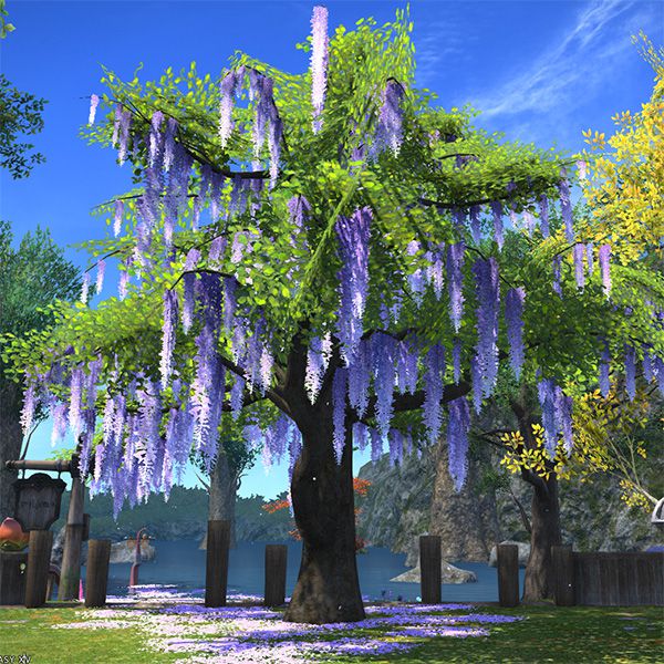 Glycine orientale