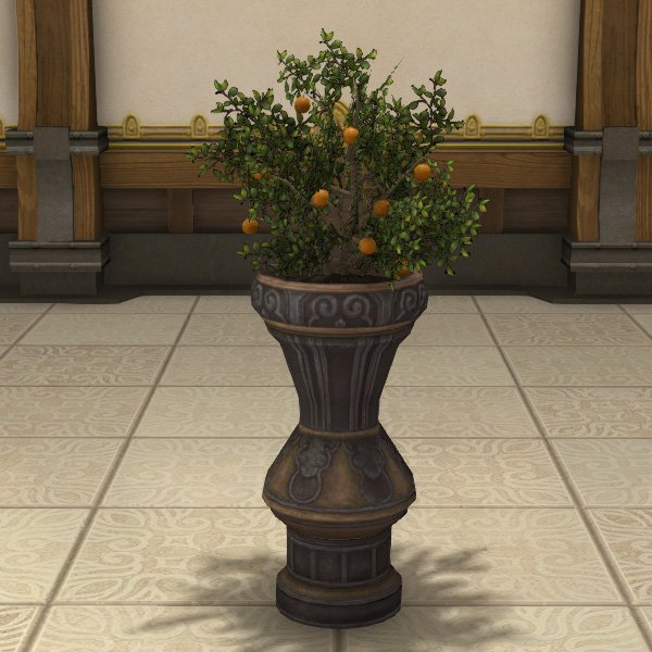 Pot d'oranger