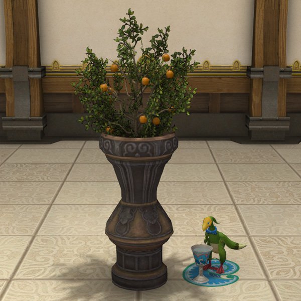 Pot d'oranger