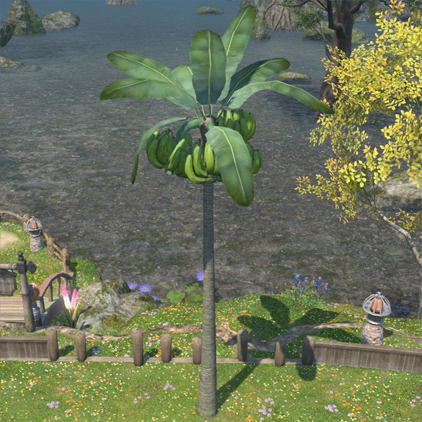 Bananier sauvage