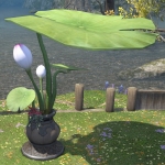 Parasol lotus