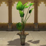 Pot d'alocasias