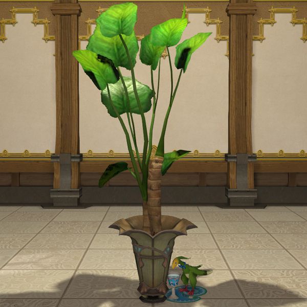 Pot d'alocasias