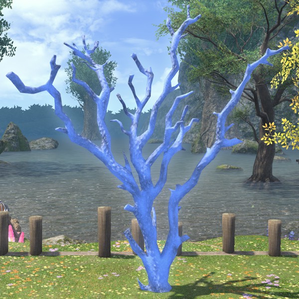 Corail bleu sastashien