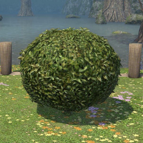 Arbuste rond