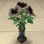 パンジー:ブラック